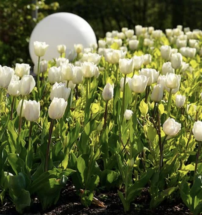 5 Docenas de Bulbos Tulipas Color: Blanco Invierno. Calibre 12-142