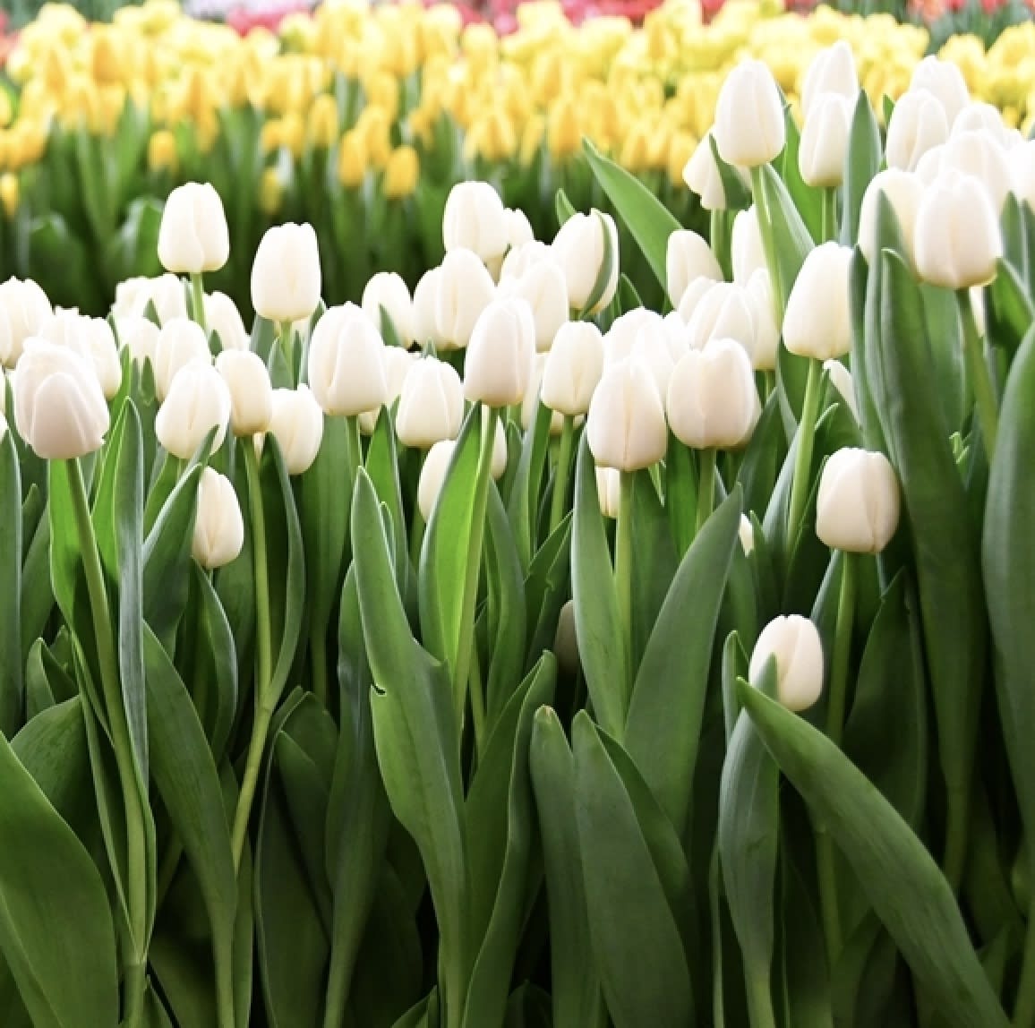 5 Docenas de Bulbos Tulipas Color: Blanco Invierno. Calibre 12-143