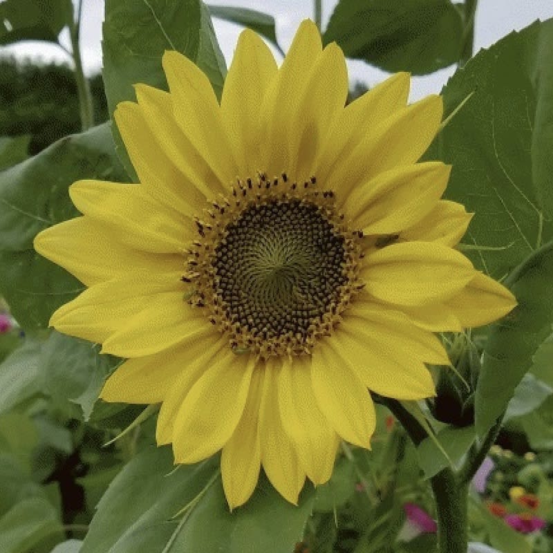 Girasol, Maravilla Lemon Queen1