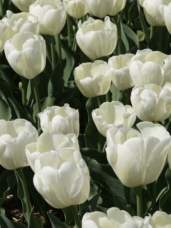 1 Docena de Bulbos Tulipas  Color: Blanco Gigante Calibre 12-143