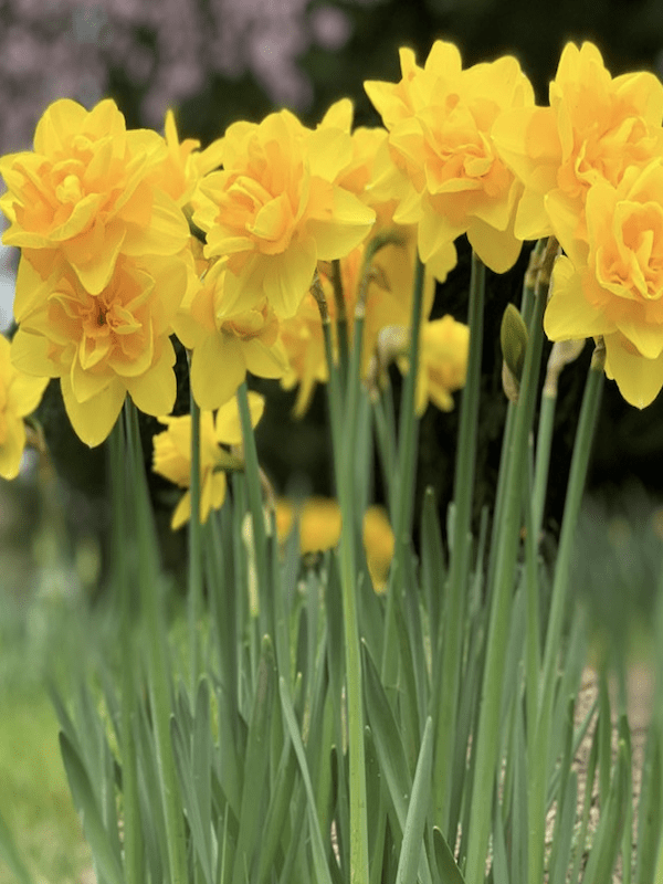 Bulbo de Narciso. Amarillo Dobles. Calibre: 12+3