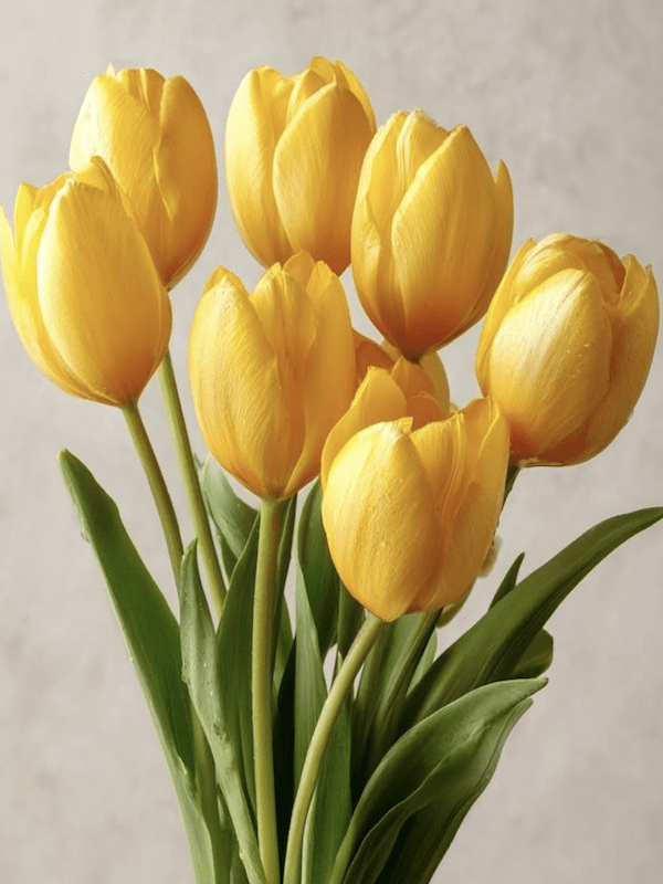 1 Docena de Bulbos Tulipas Color: Amarillo Doble . Calibre 12-143