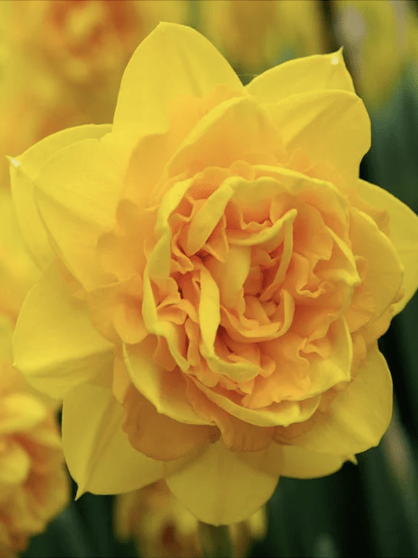 Bulbo de Narciso. Amarillo Dobles. Calibre: 12+2