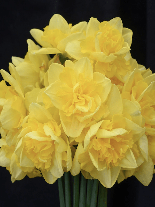 Bulbo de Narciso. Amarillo Dobles. Calibre: 12+4