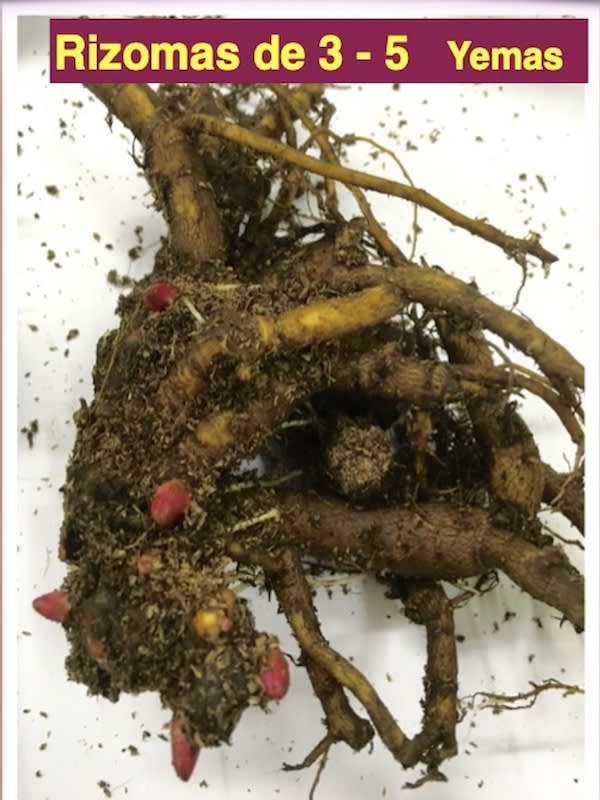 Rizoma de Peonía  Color: Fucsia Centro Amarillo2