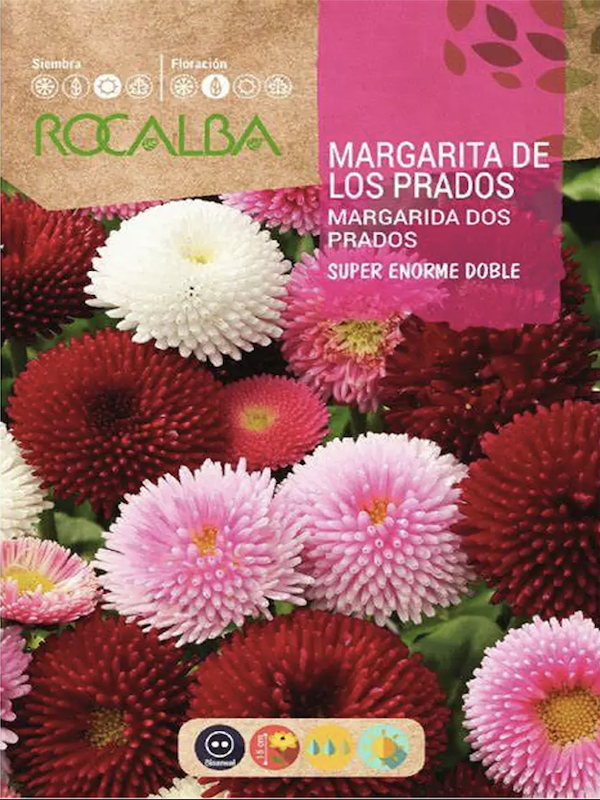 Bellis. MARGARITA DE LOS PRADOS Doble VARIADA1