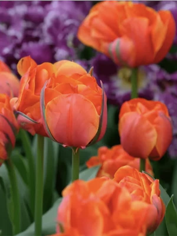 5 Docenas de Bulbos Tulipas Color: Orange Yellow. Calibre 12 +3