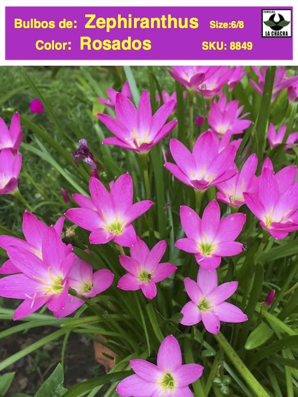 ZEPHIRANTHUS . Color: Rosada1