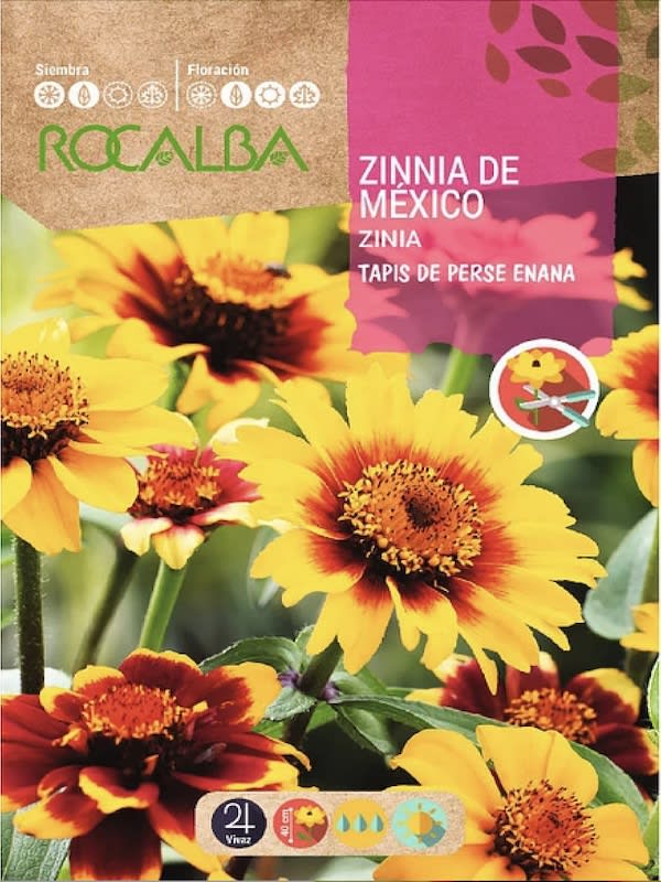 ZINNIA Tapis de Persia Enana, Variada1