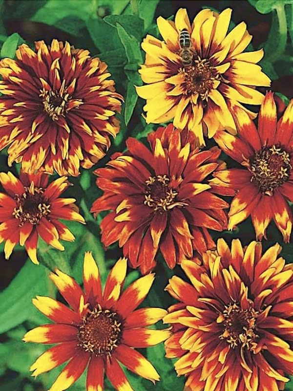 ZINNIA Tapis de Persia Enana, Variada2