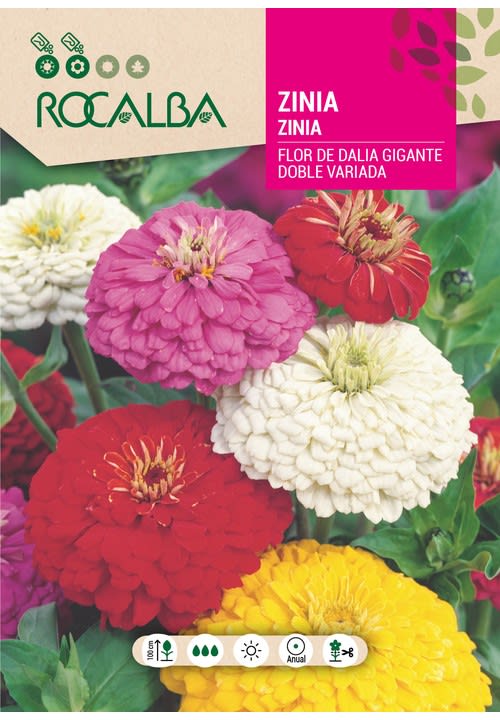 ZINNIA Flor de Dalia Gigante Doble Variada1