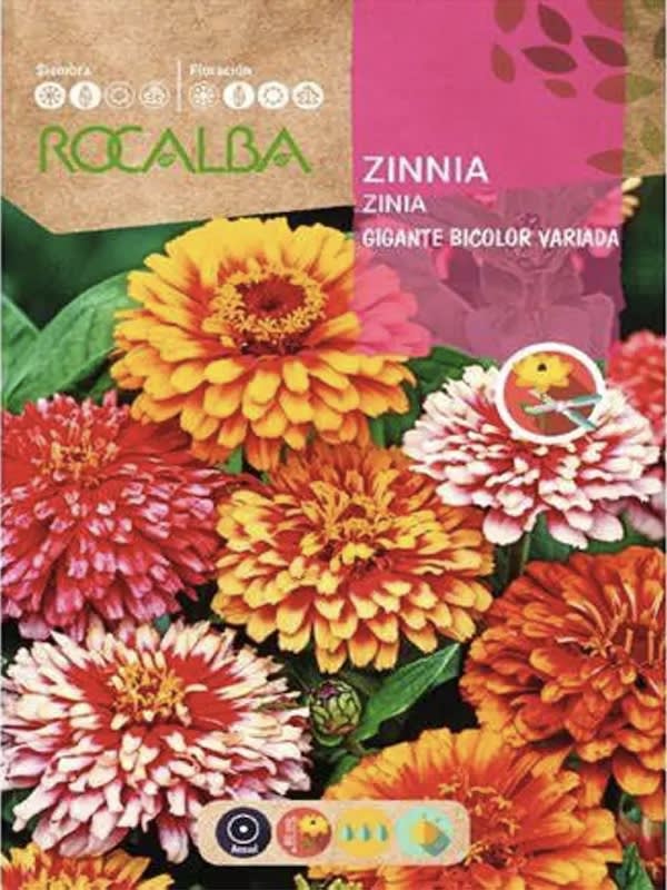 ZINNIA Gigante Bicolor, Variada1