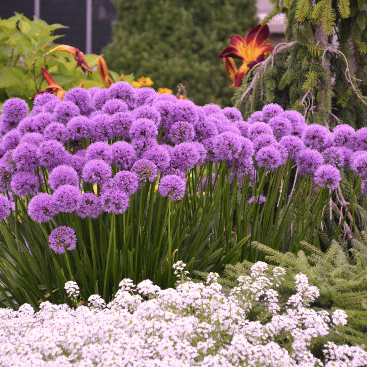 50 piezas MIX Color gigante Allium giganteum semillas de flores planta de jardín 50 piezas MIX Color gigante Allium giganteum semillas de flores planta de jardín