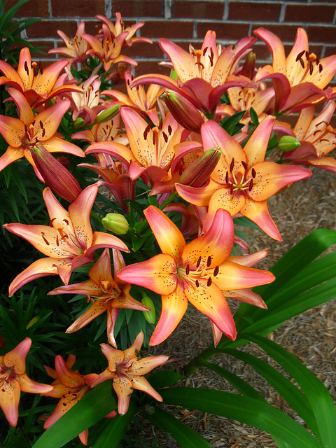 Bulbos De Lirio Dreamland (2 Unidades) - Amarillo Con Puntos Rojos - Plantación Primaveral