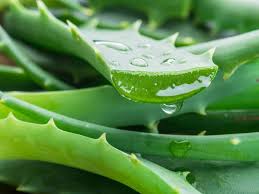 GEL DE ALOE VERA PARA QUEMADURAS DE SOL 150g2