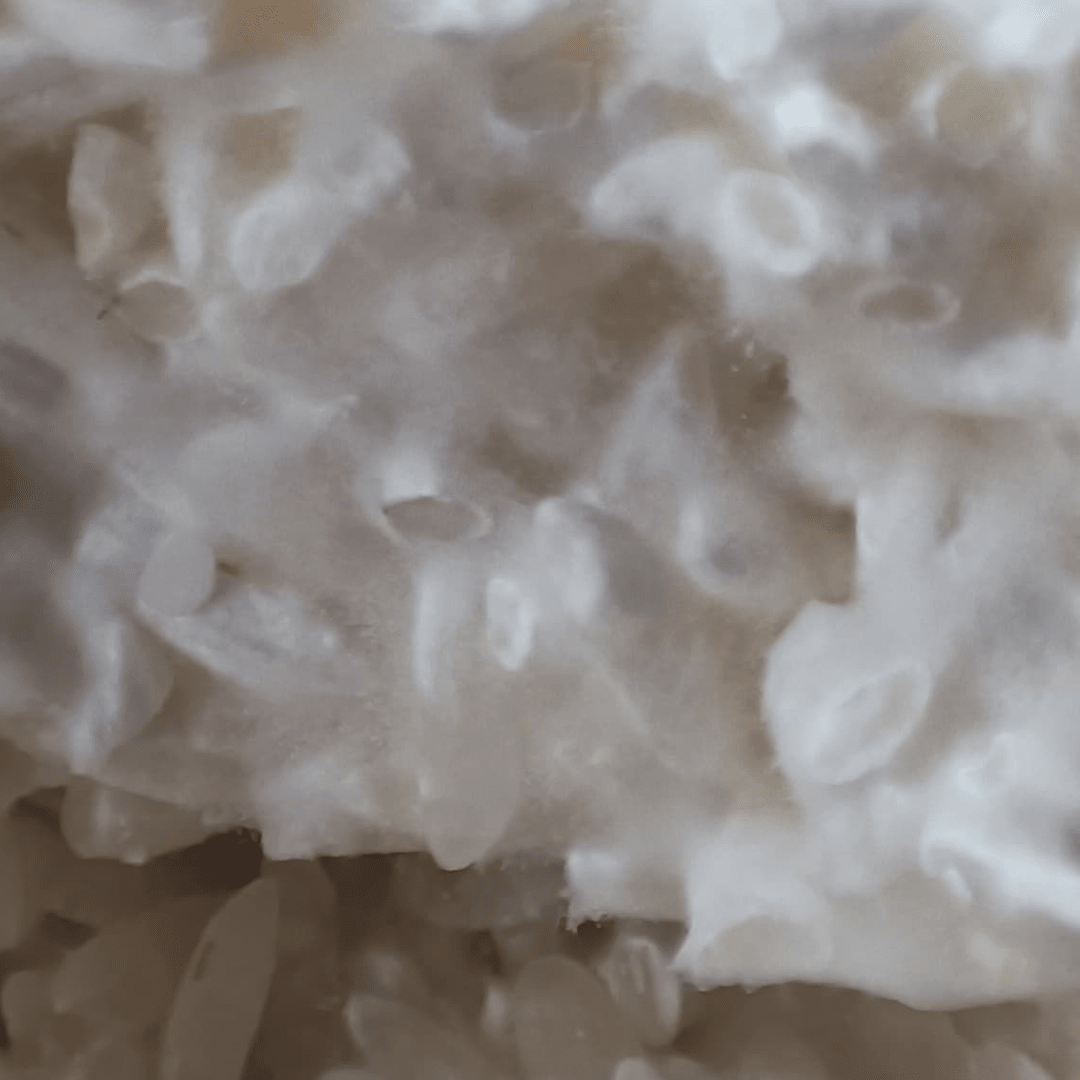 KOJI1