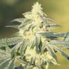 bsf seeds feminizada