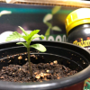 fertilizantes