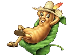 DRY FRUITS