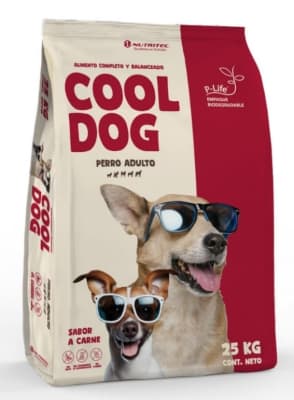 cool dog