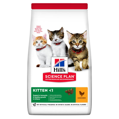 hills kitten