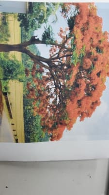 PAPEL EDIBLE AZUCAR ULTRA SOFT 25 HOLAS A41