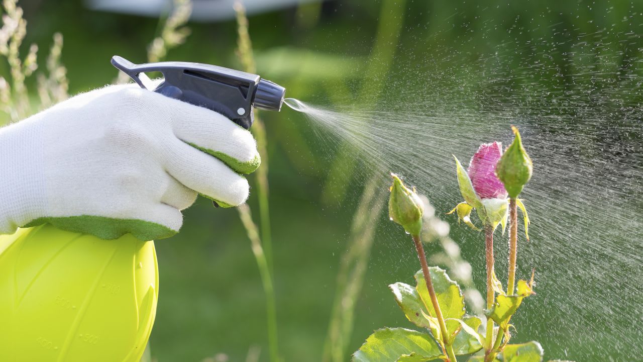 INSECTICIDAS
