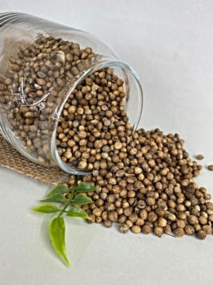 SEMILLAS DE CILANTRO