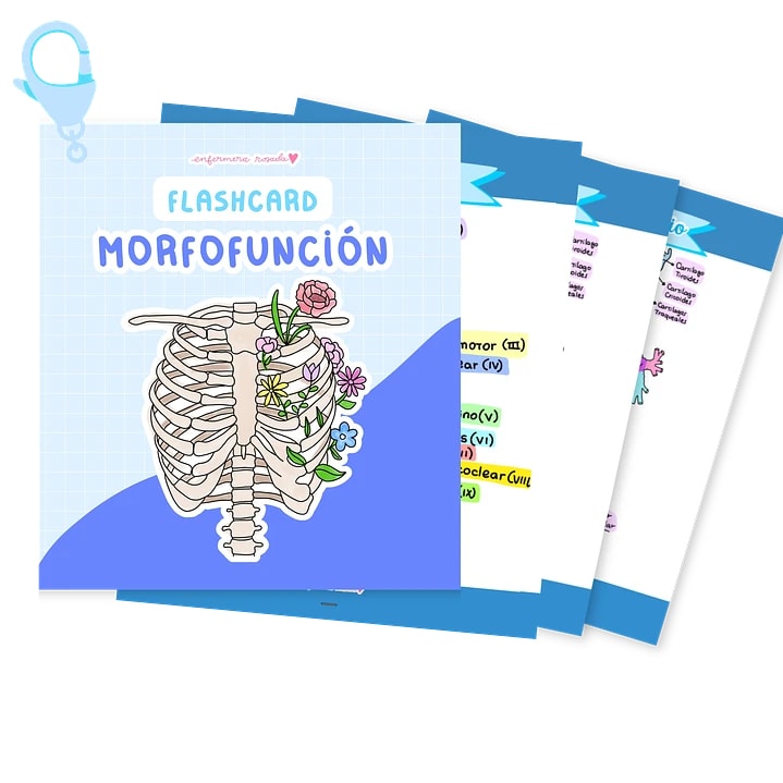 FLASHCARD MORFOFUNCION2
