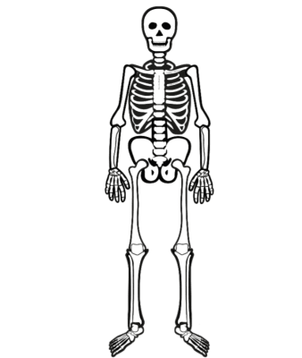 ESQUELETO1