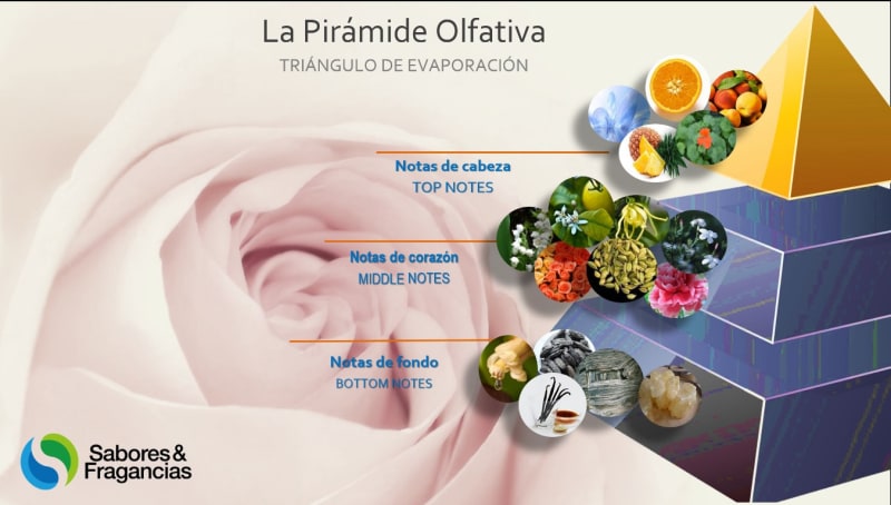 ¿Qué son las Pirámides Olfativas?