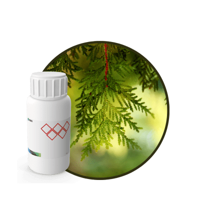 AC666718 - FRAGANCIA CEDAR CANDLES