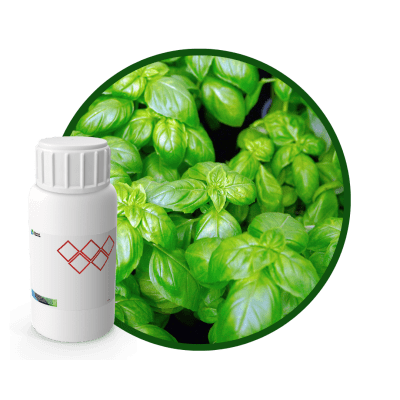 A06338LX - SABOR ALBAHACA NATURAL