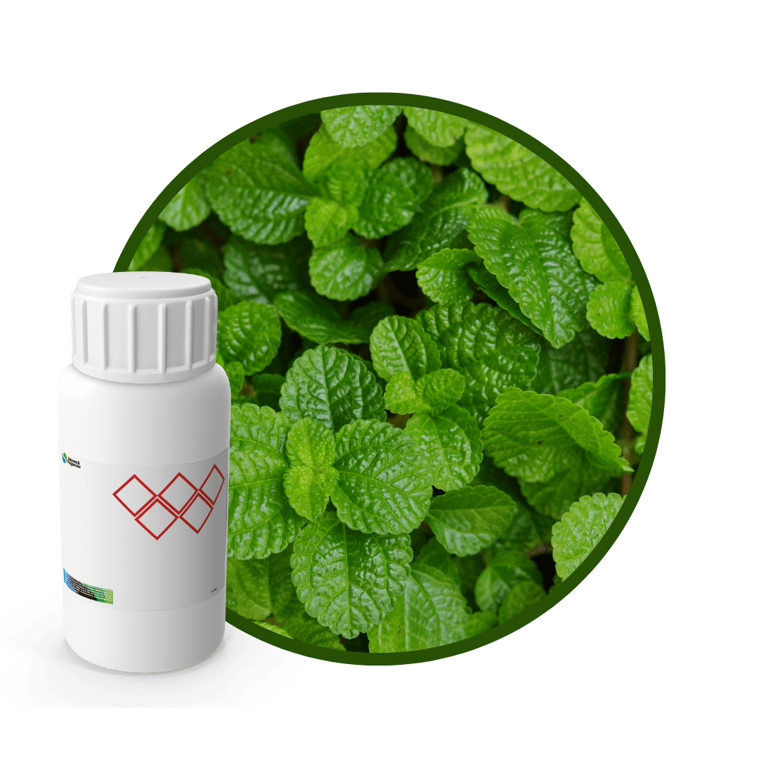 3M1047LX - SABOR MENTA1