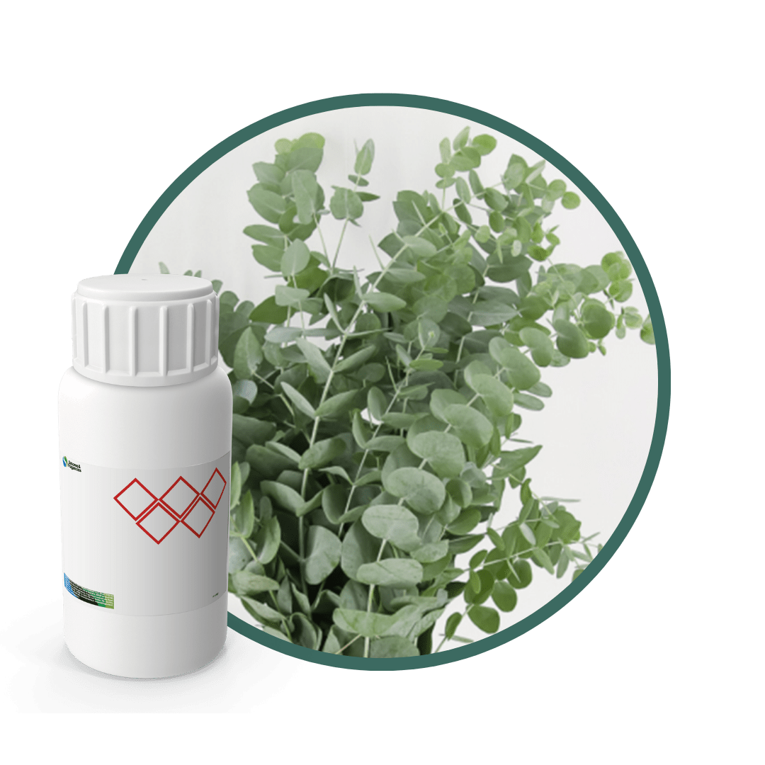 4E5306LX - SABOR EUCALIPTUS NATURAL1