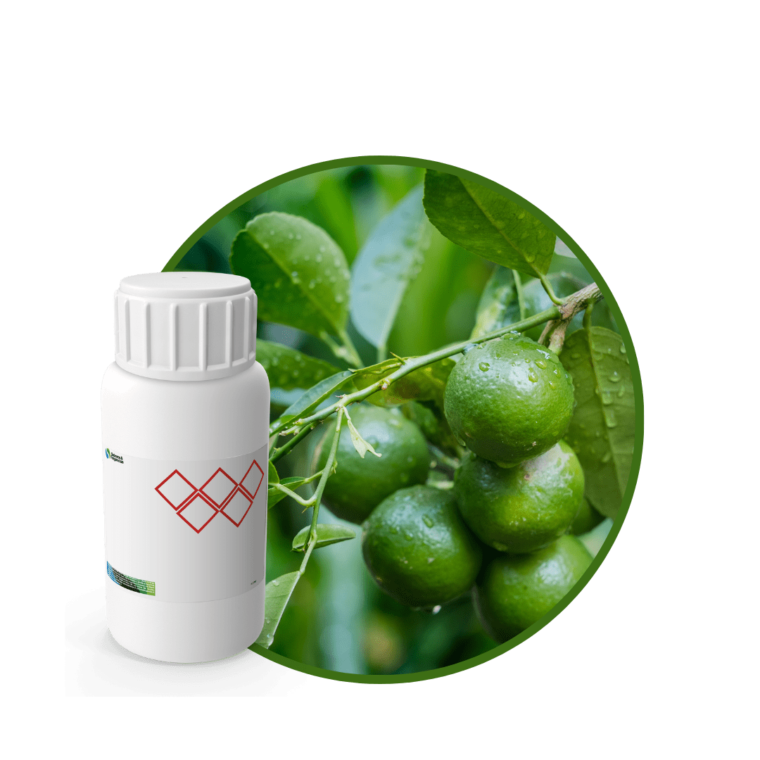 SC547844-FRAGANCIA BIJOU SOYCANDLE1