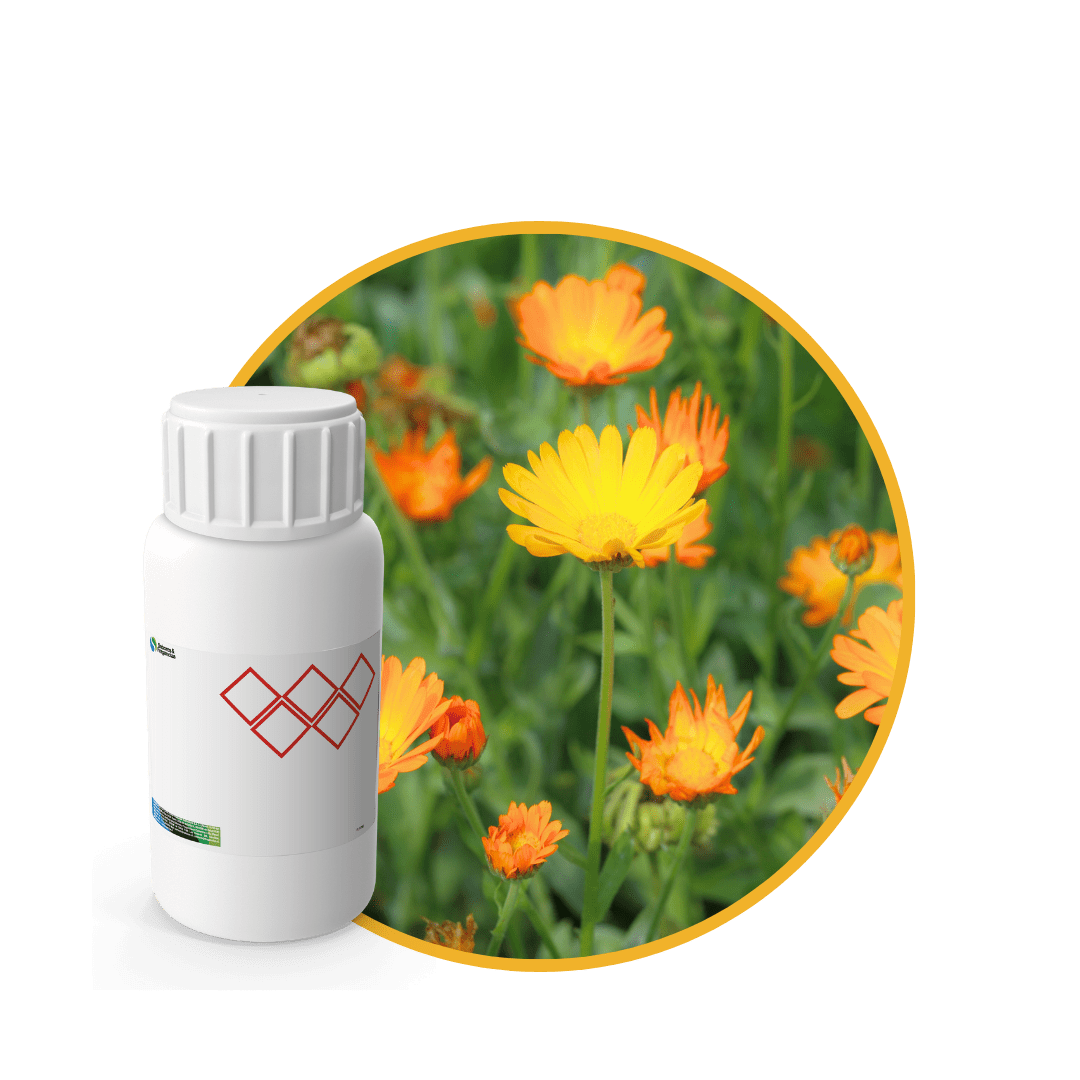V1150918 - FRAGANCIA CALENDULA CARE1