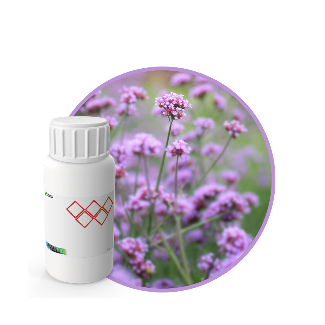 V2660418 - FRAGANCIA FRAICHE FOR EVER EF1