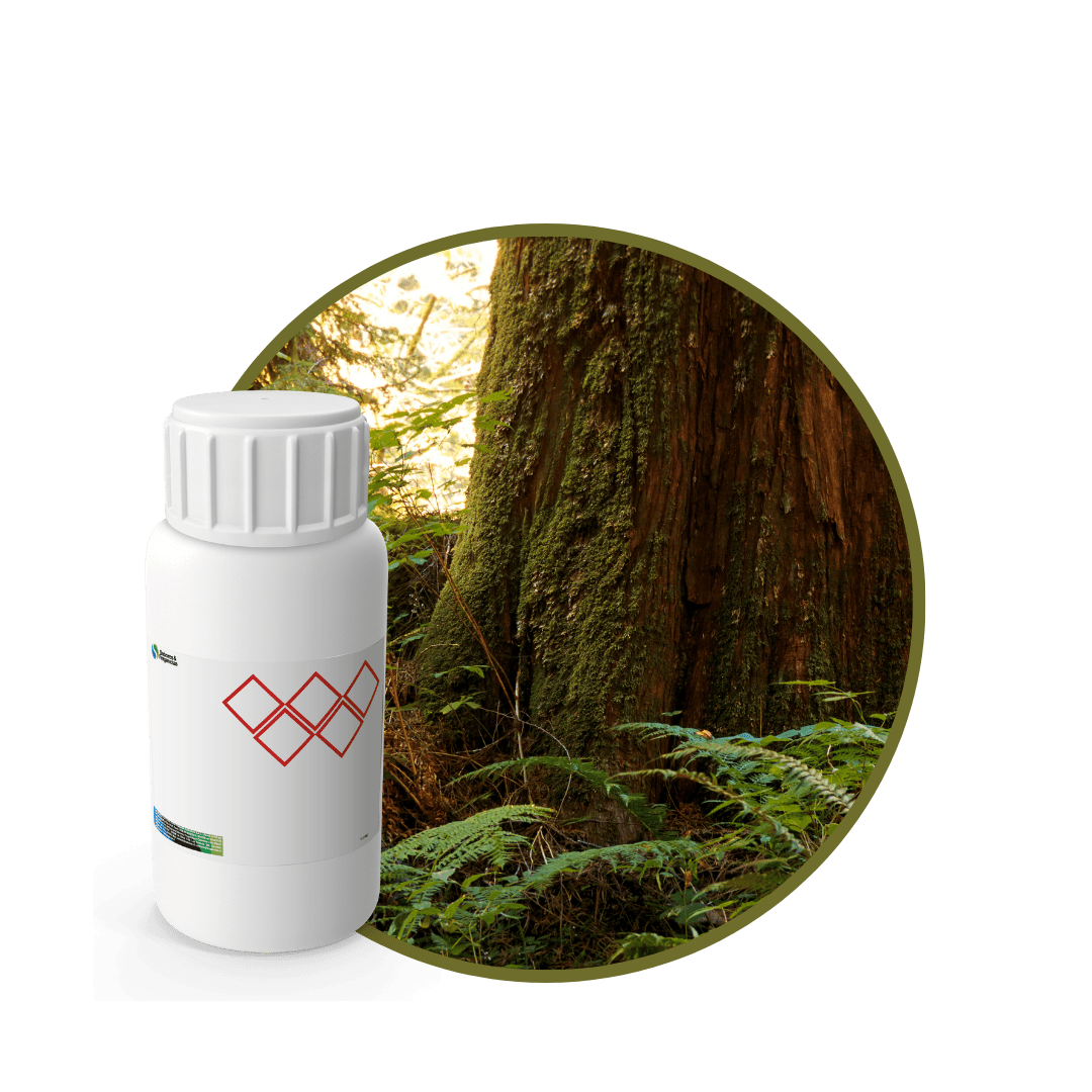 CR596218 - FRAGANCIA MOROCCAN CEDAR CARE SPA1