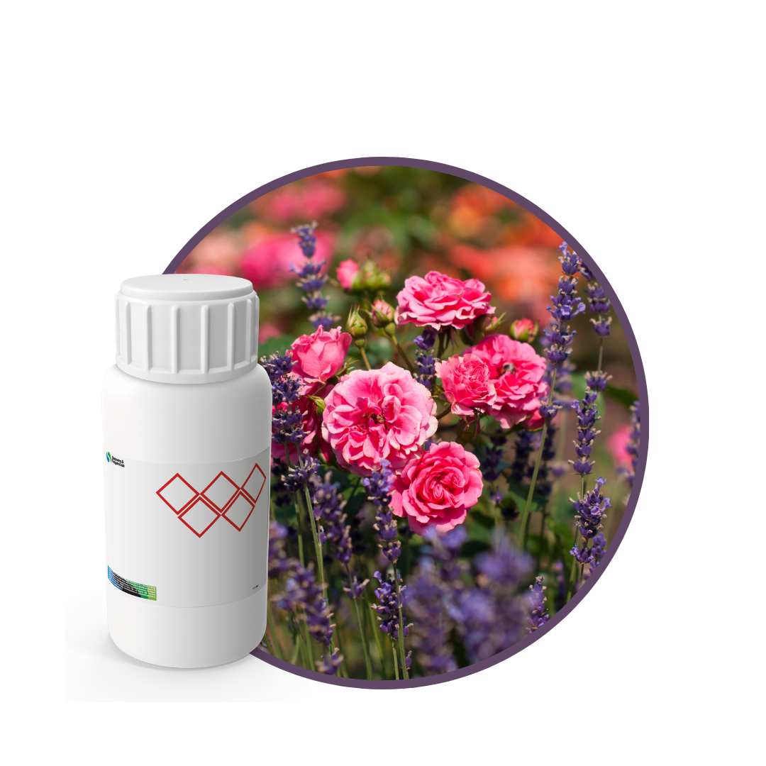 SC547744 - FRAGANCIA OR NOIR SOYCANDLE1