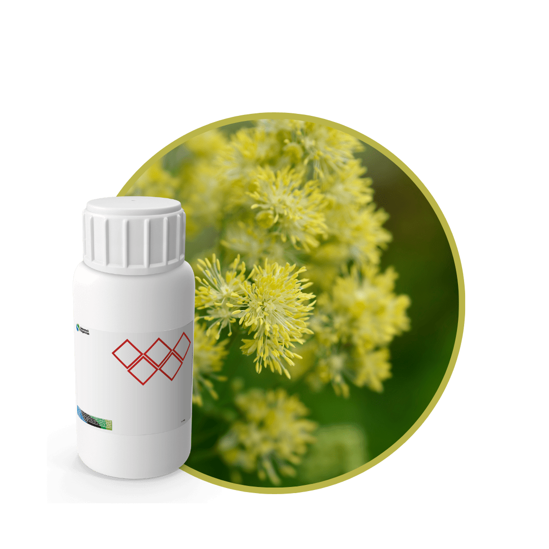 V0989618 - FRAGANCIA RUDA MYSTIC1