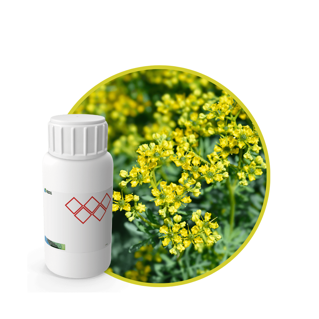 AC621618 - FRAGANCIA RUE CARE1