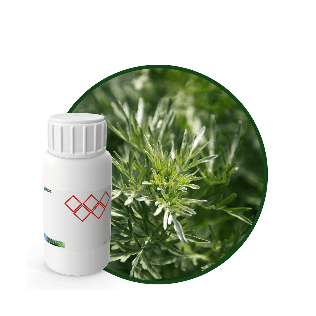 P7948018-FRAGANCIA SOYCANDLE FOR THE SOUL1