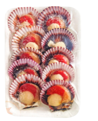 OSTION MEDIA CONCHA 10 UNIDADES1