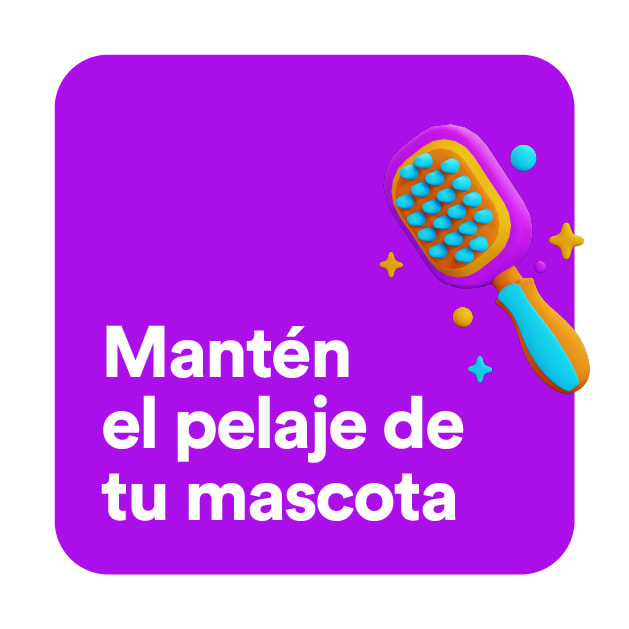 collection grooming perro