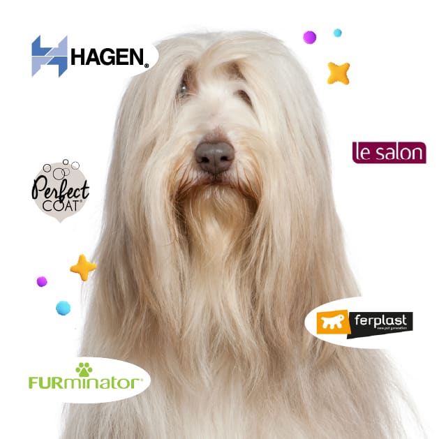 collection grooming perro