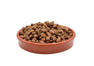 ALPHA SPIRIT PUPPIES