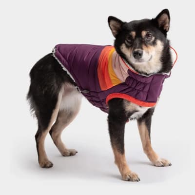 GFPET CHAQUETA SUMMIT PUFFER PURPURA