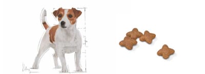 ROYAL CANIN MINI ADULT