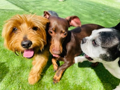 Noche de hotel perro pequeño